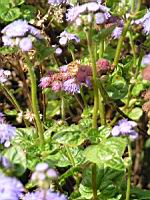 Ageratum mexicanum cv Horizon bleu (fam. Composees) (3) (Photo F. Mrugala)
